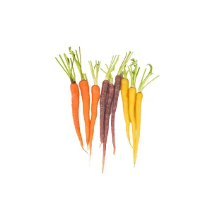 Carrot Rainbow Blend Seeds | West Coast Seeds