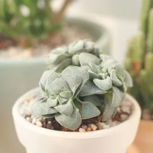 Crassula Morgan hybrid w. Silver Springtime
