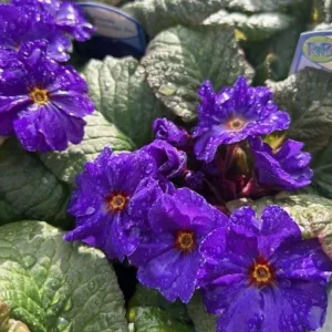 Primula Goldnugget Blue - 1 litre (Common Primrose)
